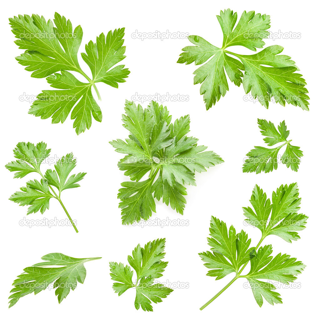 Collections of Parsley leaves