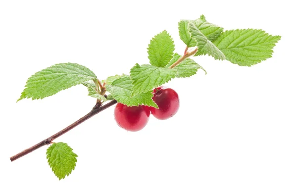 Gren av nanking cherry — Stockfoto