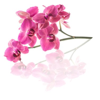 orkide çiçekleri