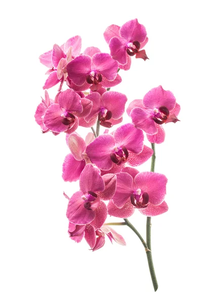 Orchideebloemen — Stockfoto