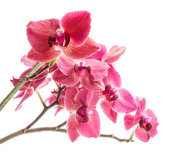 Flores de orquídea — Foto de Stock