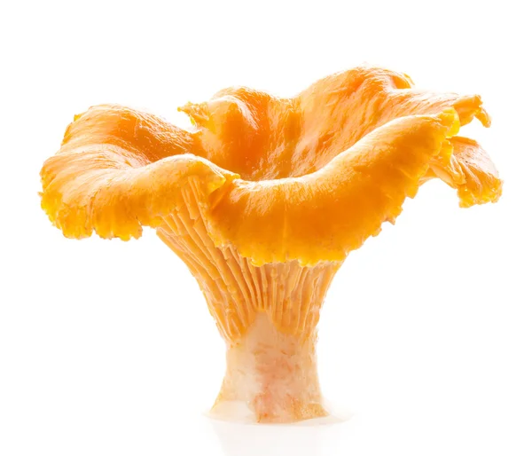 Їстівна дика грибна лисичка (Cantharellus ) — стокове фото