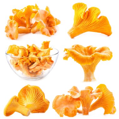 Yenilebilir yabani mantar Cantharellus cibarius (Cantharellus cibarius)