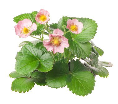 çilek pembe çiçekler