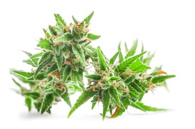 verse medische marihuana