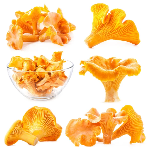 Cantarela comestible de setas silvestres (Cantharellus cibarius ) —  Fotos de Stock