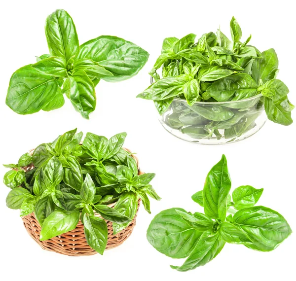 Collections of Fresh basil in basket — Stock Photo, Image