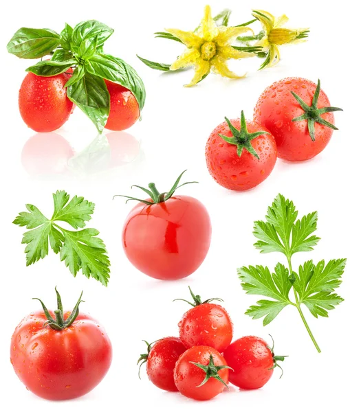 Sammlung von Tomaten und Kräutern — Stockfoto