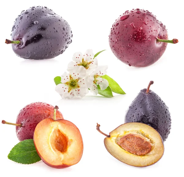 Collections of Plums — Stock Photo, Image