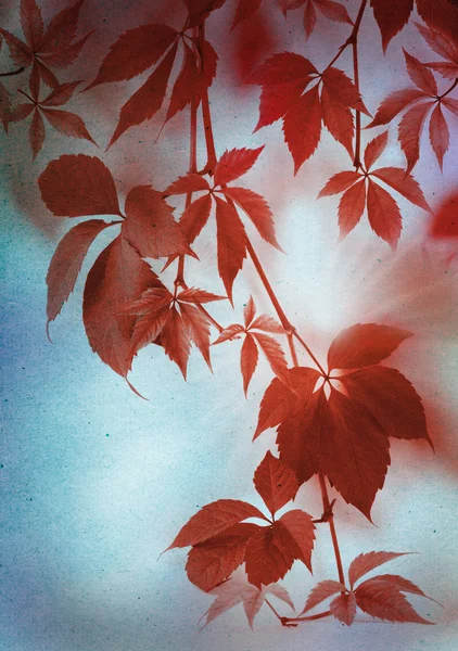Autunno Foglie rosse su carta vintage — Foto Stock