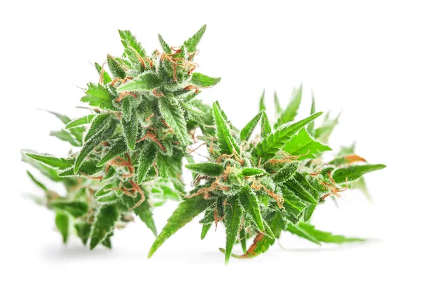 Färska medicinsk marijuana — Stockfoto