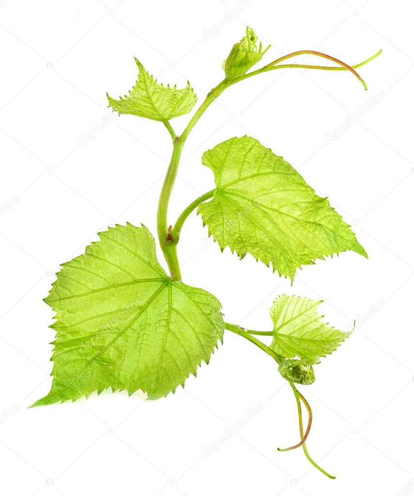 Fresh Green Grape Leaf