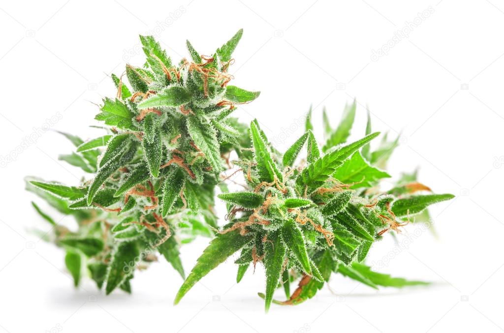 Fresh Medical marijuana