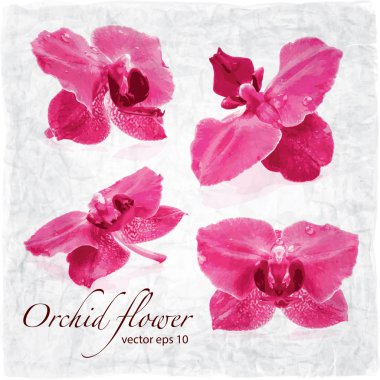 orkide çiçekleri arka plan