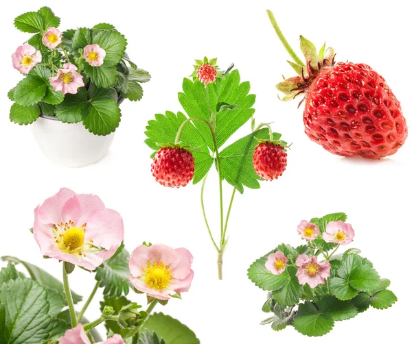 Raccolte di fiori di fragola e bacca — Foto Stock