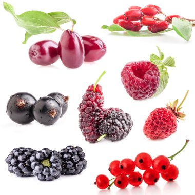 Berry koleksiyonları