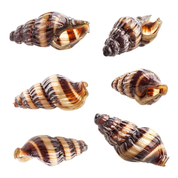 Assassin Snail Clea helena (Anentome helena) — Stock Photo, Image