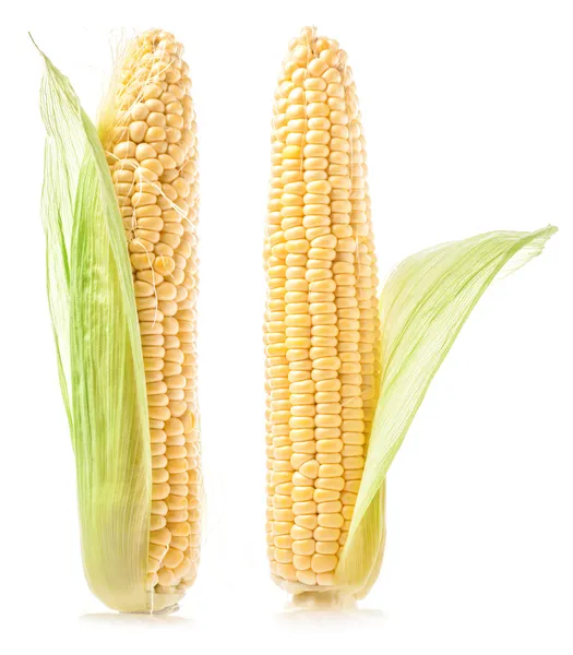 Fresh raw corn cobs — Stock Photo, Image