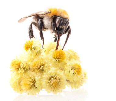 Bumblebee çiçek üzerinde