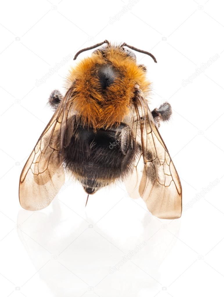 Macro of Bumblebee