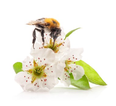 Bumblebee armut çiçek üzerinde