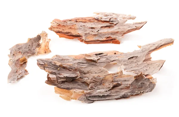 Piece of pine bark — Stock Photo, Image