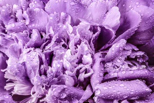 Abstract Violet Pion Bloem Achtergrond — Stockfoto