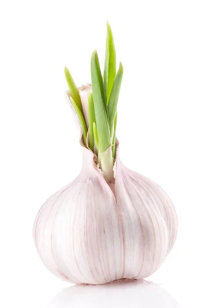 Garlic Isolated White Background — Stock Photo, Image