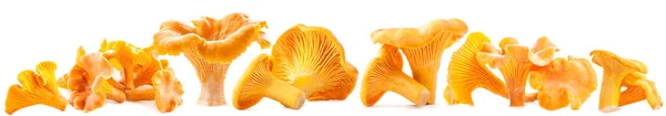 Cogumelos Selvagens Comestíveis Chanterelle Cantharellus Cibarius — Fotografia de Stock