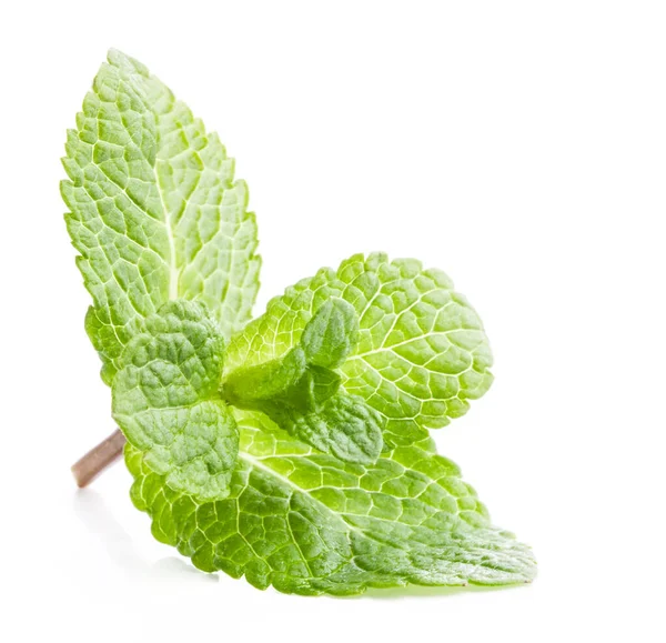 Fresh Mint Isolated White Background — Stock Photo, Image