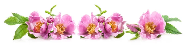 Rosa Canina Blüten Isoliert Auf Weißem Hintergrund — Stockfoto