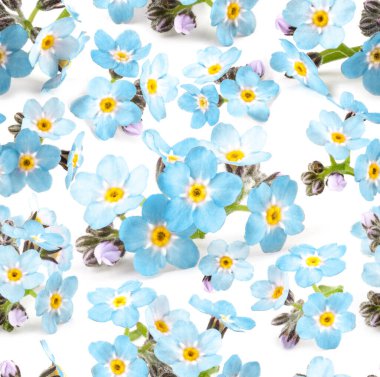 Güzel mavi unutma beni çiçekleri beyaz arka planda pürüzsüz desen. Tasarım, tekstil ve arkaplan için çiçek dokusu.