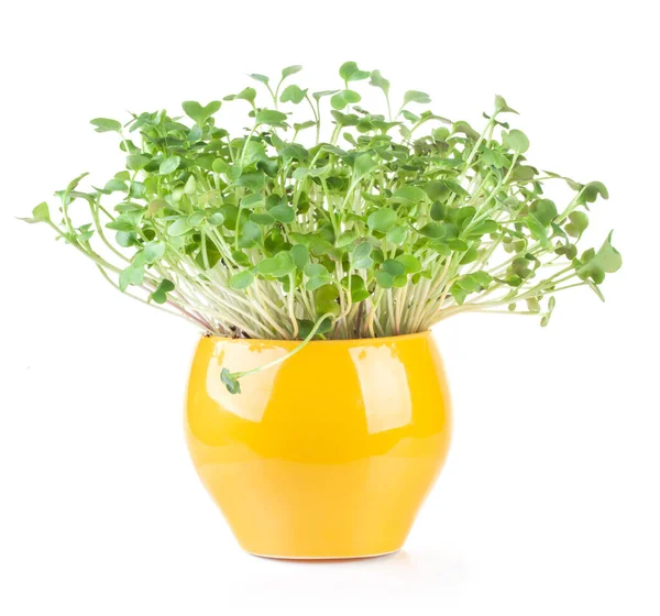 Sprouted Radish Seeds Microgreens Vegan Healthy Eating Seed Germination Home — Stock Photo, Image