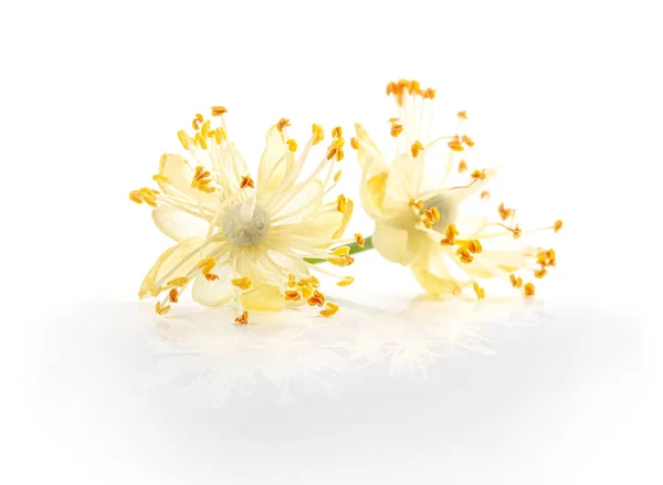 Linden Flowers Isolated White Background Close — ストック写真