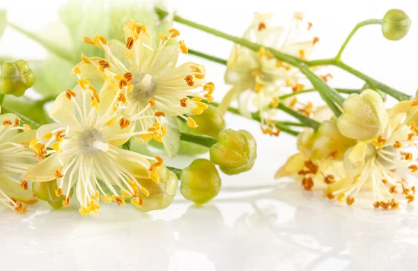 Fresh Linden Flowers Close — Stockfoto