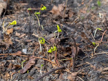 Güneş toprağı ısıtırken doğa uyanır.