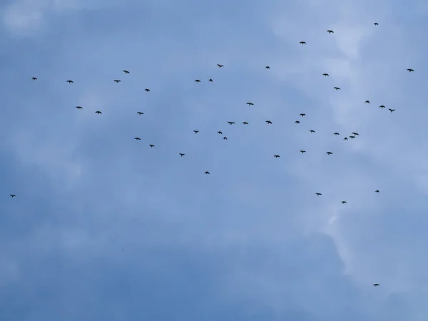 Flock Birds Migration Front Cloudy Autumn Sky — Stock Photo, Image