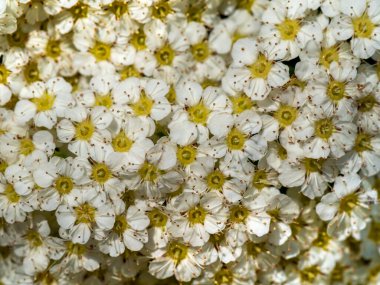 Bahar günü güzel beyaz çiçekler dolu.