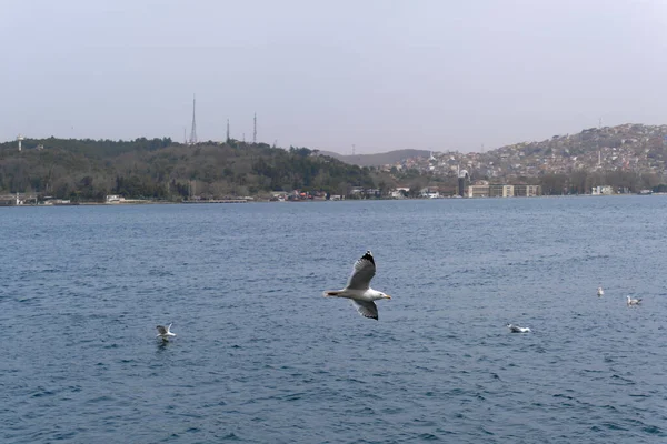 Seagull Spread Wings Top Blue Sea Looking Camera — Stock Photo, Image