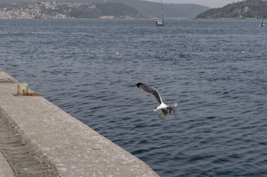 Martı balık avlar sonra da kıyıya uçar.