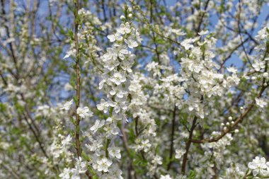 Tam kare çiçek açan erik ağacı dalları Bir bahar günü mavi gökyüzünün önünde