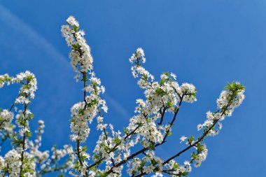 Çiçek açan erik ağacı dalları ilkbahar günü mavi gökyüzünün önünde