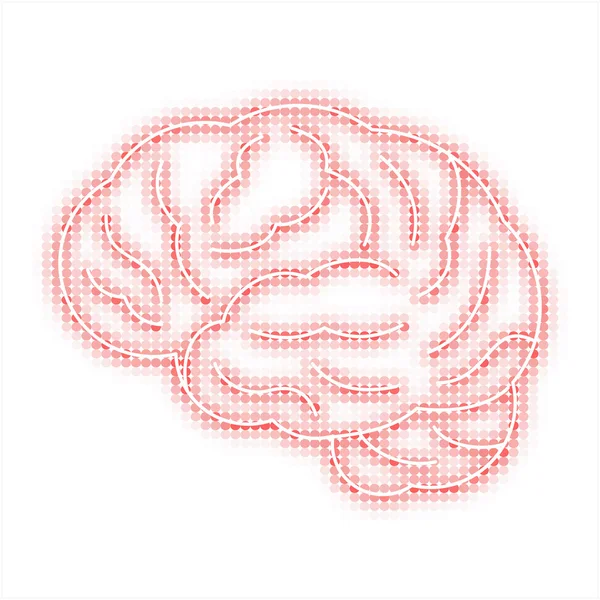 Human brain — Stock Vector