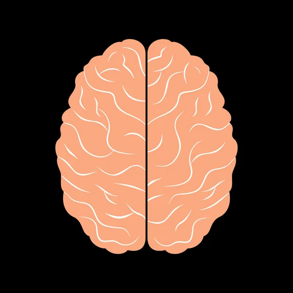 Menselijke hersenen — Stockvector