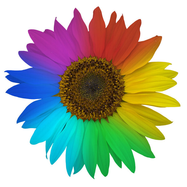 Open blossom of sunflower, colored rainbow