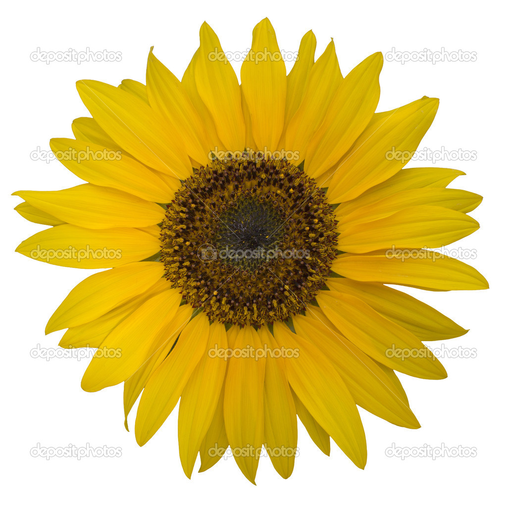 Open yellow blossom of sunflower