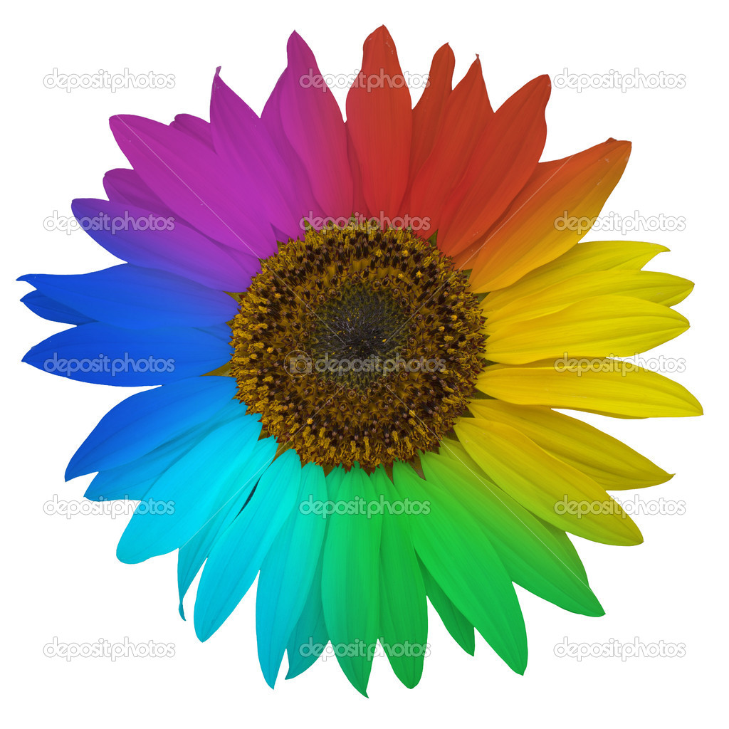 Open blossom of sunflower, colored rainbow