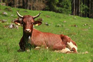 Alps - Cow clipart