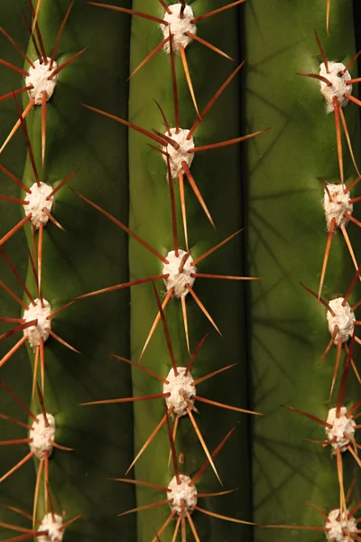 Lanzarote - Cacto — Fotografia de Stock