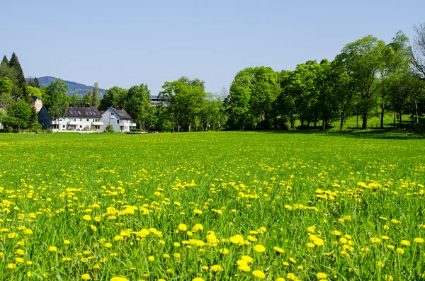 Yellow meadow — Stock Photo, Image